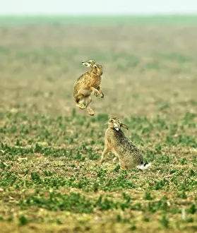 Boxing: Brown Hares - boxing in early morning mist - March