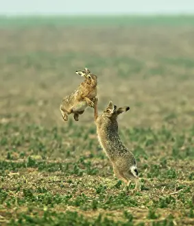 Boxing: Brown Hares - boxing in early morning mist - March