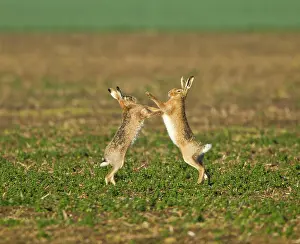 Boxing: Brown Hares - boxing in early morning sunshine - March