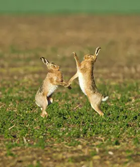 Boxing: Brown Hares - boxing in early morning sunshine - March