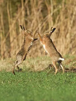 Boxing: Brown Hares - boxing in field