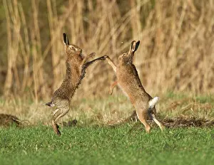 Boxing: Brown Hares - boxing in field