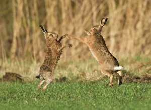 Boxing: Brown Hares - boxing in field