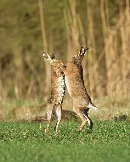 Boxing: Brown Hares - boxing in field