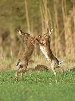 Boxing: Brown Hares - boxing in field