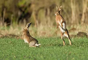 Boxing: Brown Hares - boxing in field
