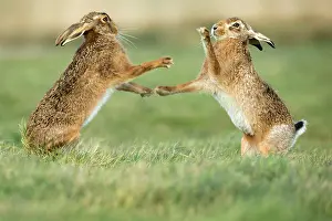 Rituals: Brown Hares standing and boxing during mating season