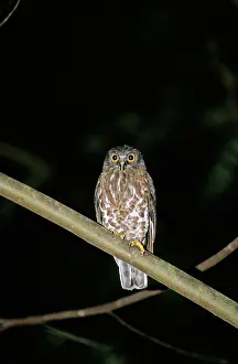 Ninox: Brown Hawk Owl