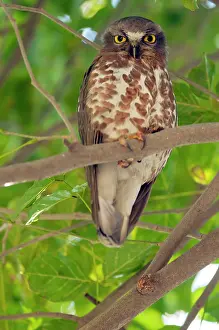 Ninox: Brown hawk owl - roosting in tree