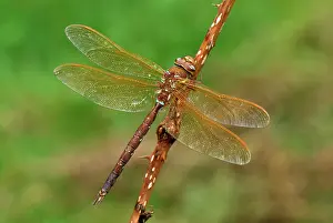 Aeshna: Brown Hawker