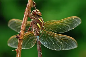 Aeshna: Brown Hawker