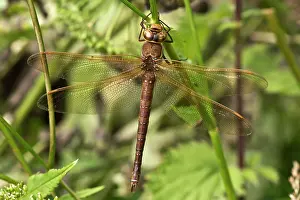 Aeshna: Brown hawker (Aeshna grandis) resting. Kv nrkeby