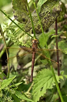 Aeshna: Brown hawker (Aeshna grandis) resting. Kv nrkeby