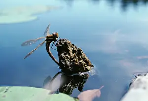 Aeshna: Brown Hawker Dragonfly - female