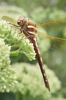 Sedum: Brown Hawker Dragonfly at rest on Sedum buds - Norfolk