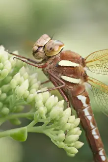 Sedum: Brown Hawker Dragonfly at rest on Sedum buds - Norfolk