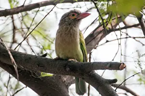 Barbet: Brown-headed barbet - sitting on branch