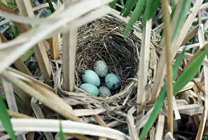 Cowbird: Brown-headed Cowbird - 2 eggs in Red-winged Blackbird's nest