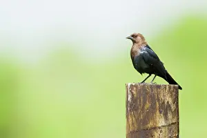 Cowbird: Brown-headed Cowbird