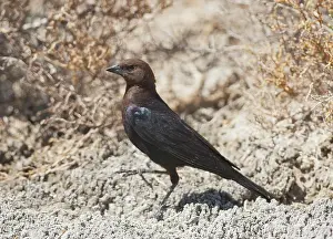 Cowbird: Brown-headed Cowbird