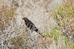 Cowbird: Brown-headed cowbird