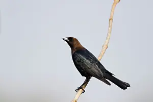Cowbird: Brown-headed Cowbird