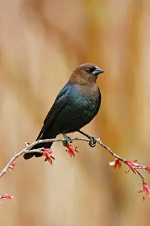 Brown-headed Cowbird