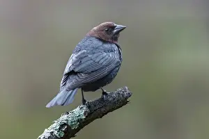 Kentucky: Brown-headed cowbird