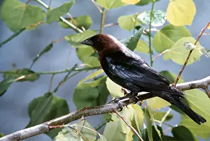 Cowbird: BROWN-HEADED COWBIRD - on branch