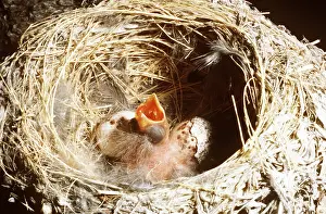 Mary Clay: BROWN-HEADED COWBIRD - chick in Western Wood Pewee