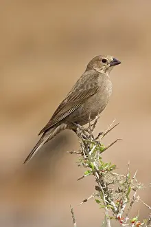 Cowbird: Brown-headed Cowbird - female