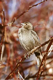Cowbird: Brown Headed COWBIRD - female, on branch