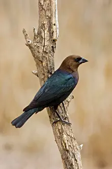 Cowbird: Brown-headed Cowbird - male