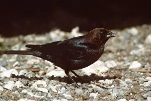 Sideview: Brown Headed Cowbird - sideview