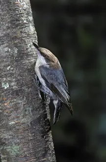 Pusilla: Brown-Headed Nuthatch