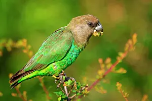 Swallowing: Brown-headed parrot (Poicephalus cryptoxanthus)