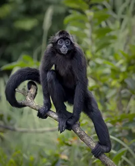 Panama: Brown-headed Spider Monkey (Ateles fusciceps), Panama