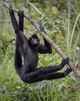 Suspend: Brown-headed Spider Monkey (Ateles fusciceps), Panama