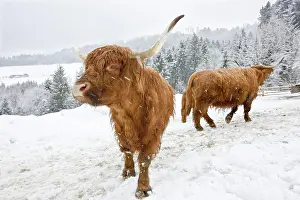 Ungulata: Brown Highland Cattle in a snowstorm, North Tyrol