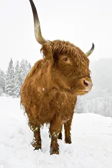 Ungulata: Brown Highland Cattle in a snowstorm, North Tyrol