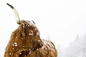Ungulata: Brown Highland Cattle in a snowstorm, portrait