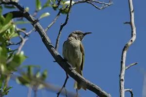 Lichmera: Brown Honeyeater