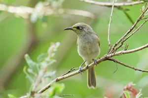 Lichmera: Brown Honeyeater