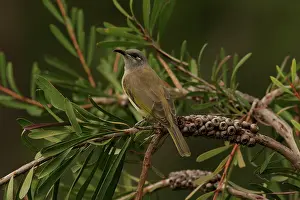 Honeyeater: Brown Honeyeater