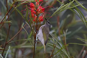 Honeyeater: Brown Honeyeater