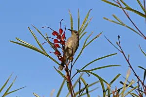 Honeyeater: Brown Honeyeater