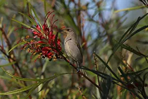 Honeyeater: Brown Honeyeater