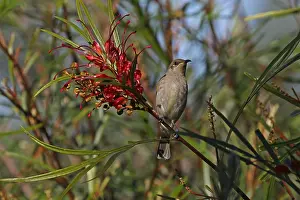 Honeyeater: Brown Honeyeater
