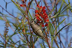 Honeyeater: Brown Honeyeater