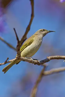 Lichmera: Brown Honeyeater